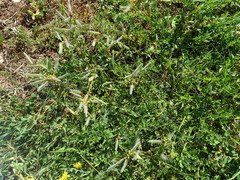 Genista pilosa