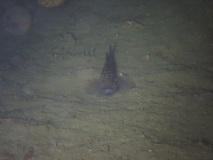 Thorogobius ephippiatus