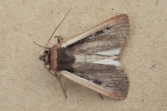 Ochropleura leucogaster