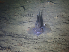 Thorogobius ephippiatus