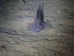 Thorogobius ephippiatus