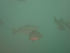 Pollachius pollachius