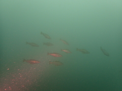 Pollachius pollachius