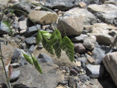 Bromus briziformis