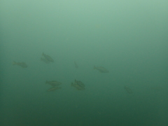 Pollachius pollachius