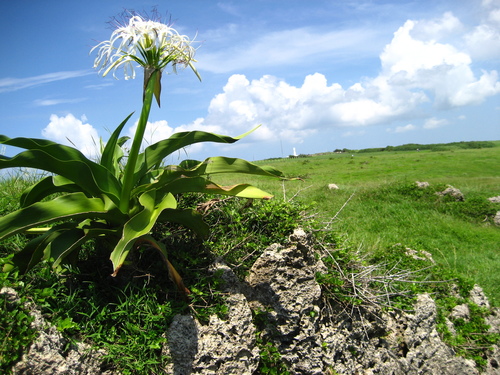 Crinum asiaticum