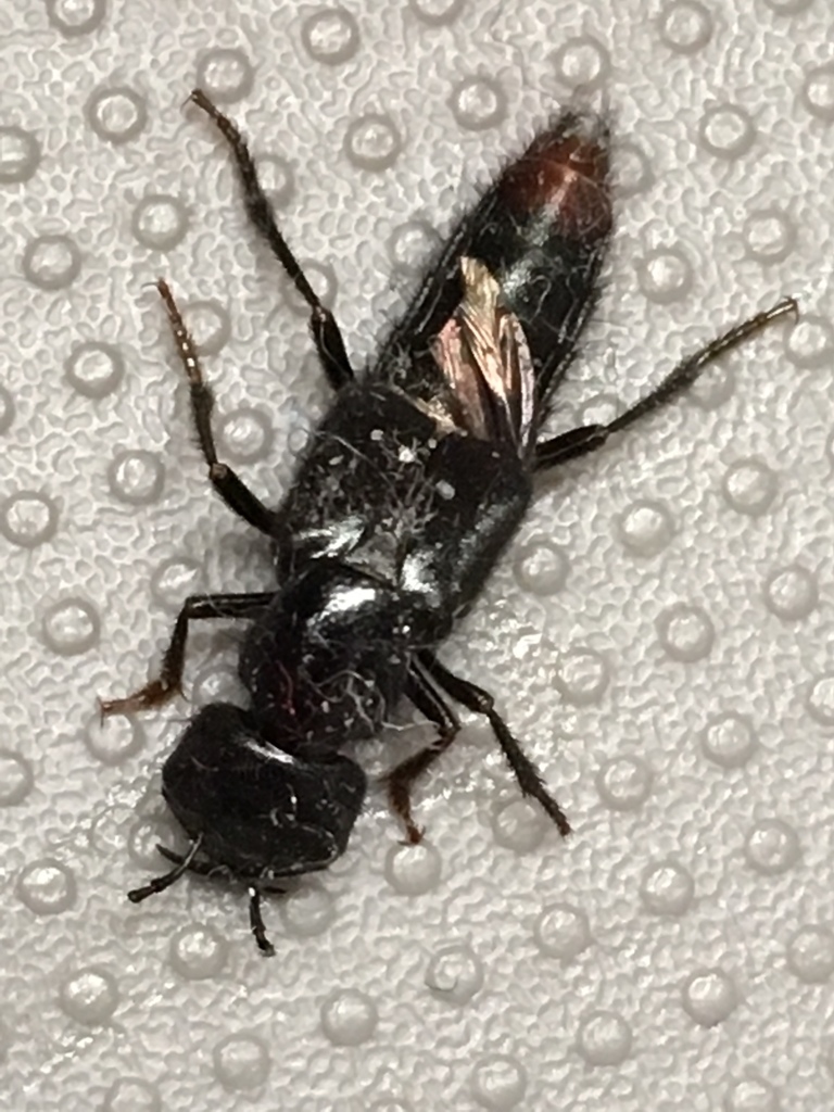 Hesperus stehri