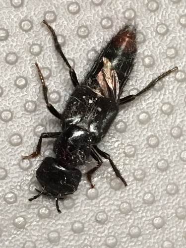 Hesperus stehri