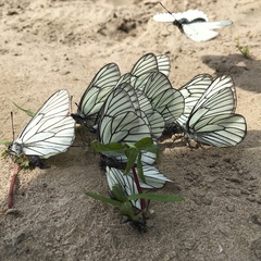 Aporia crataegi