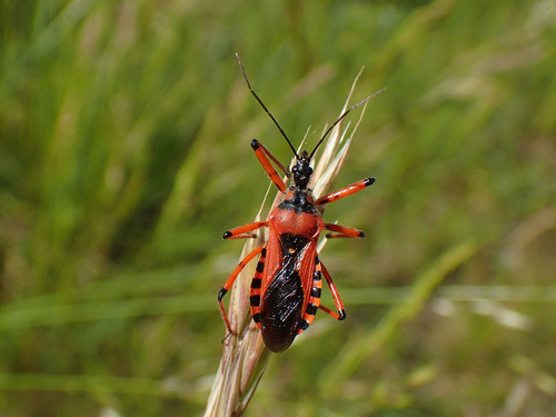 Rhynocoris iracundus