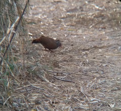 Galloperdix spadicea