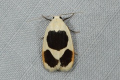 Garudinia biplagiata