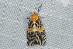 Indiania eccentropis