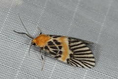 Indiania eccentropis