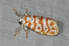 Nephelomilta effracta