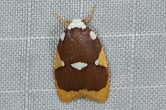 Lobobasis niveimaculata