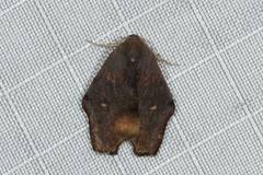 Macaduma