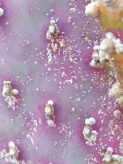Diaspis echinocacti