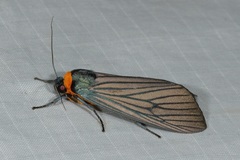 Macrobrochis staudingeri