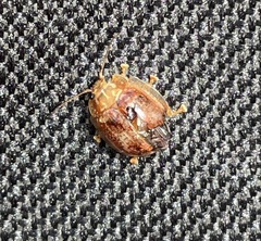 Paropsisterna m-fuscum