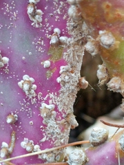 Diaspis echinocacti