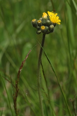 Pilosella dubia