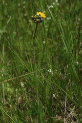 Pilosella dubia