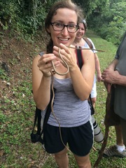 Oxybelis potosiensis