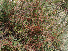 Cuscuta approximata