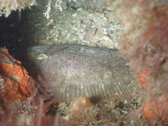 Zeugopterus punctatus