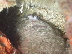 Zeugopterus punctatus