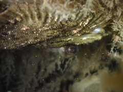 Zeugopterus punctatus