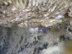 Zeugopterus punctatus