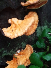 Laetiporus sulphureus