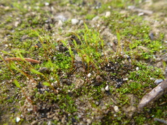 Aloina