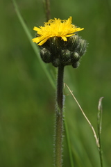 Pilosella dubia
