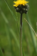 Pilosella dubia