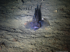 Thorogobius ephippiatus