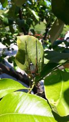 Barbitistes vicetinus