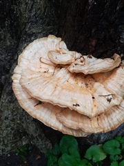 Laetiporus sulphureus