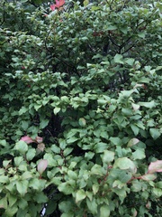 Vaccinium oldhamii