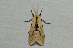 Spilosoma hypogopa