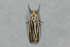 Tigrioides leucanioides