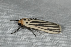 Tigrioides leucanioides