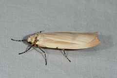 Vamuna maculata