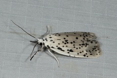 Nosymna macrorrhyncha