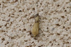 Ponometia tortricina