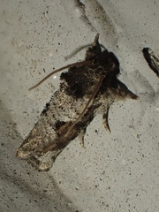 Acrolophus piger