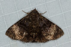 Diomea diffusifascia