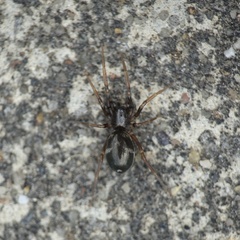 Phrurolithus festivus